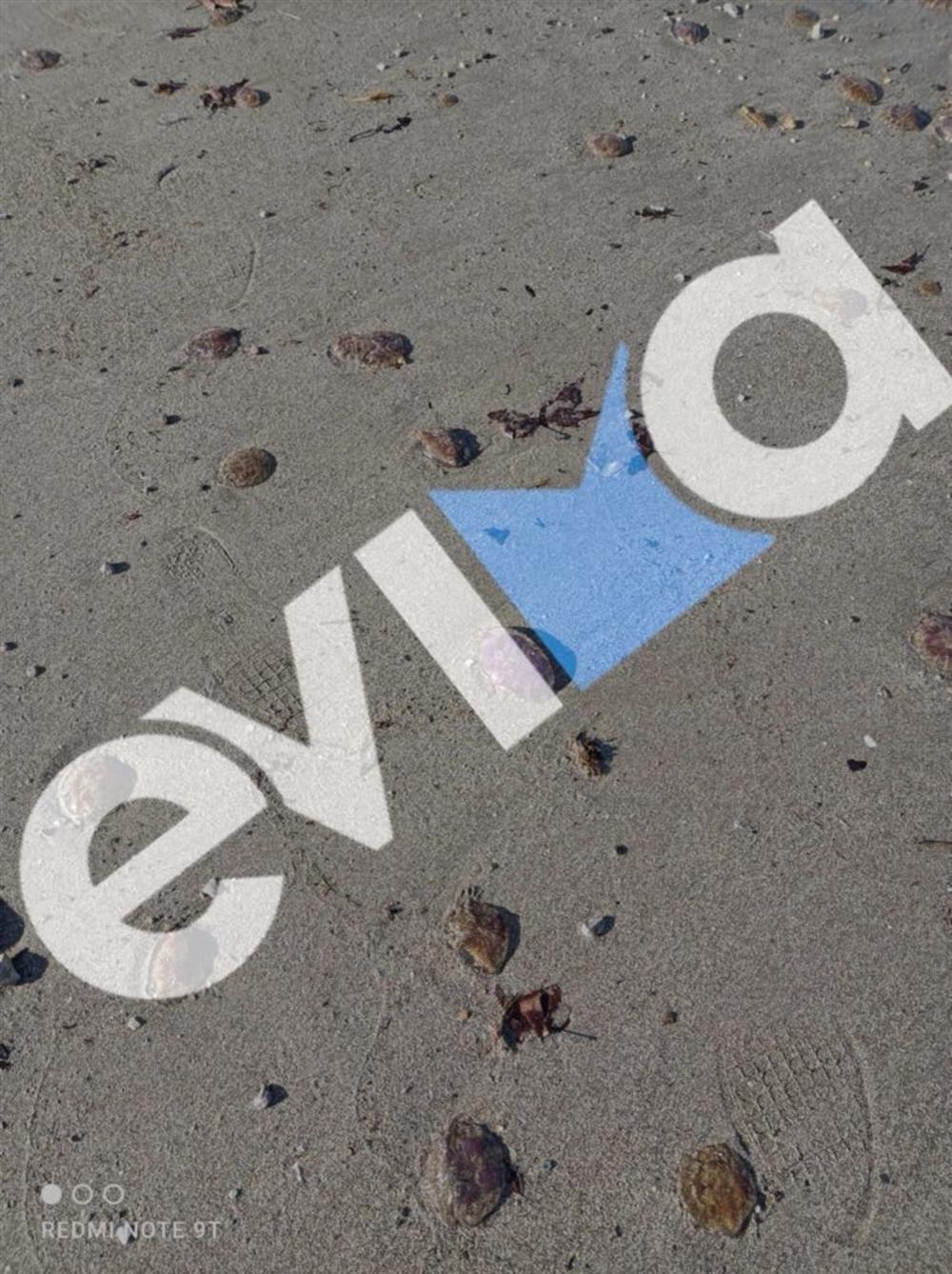 Μωβ - Μέδουσες - Παραλία - Εύβοιας Μωβ - Μέδουσες - Παραλία - Εύβοιας