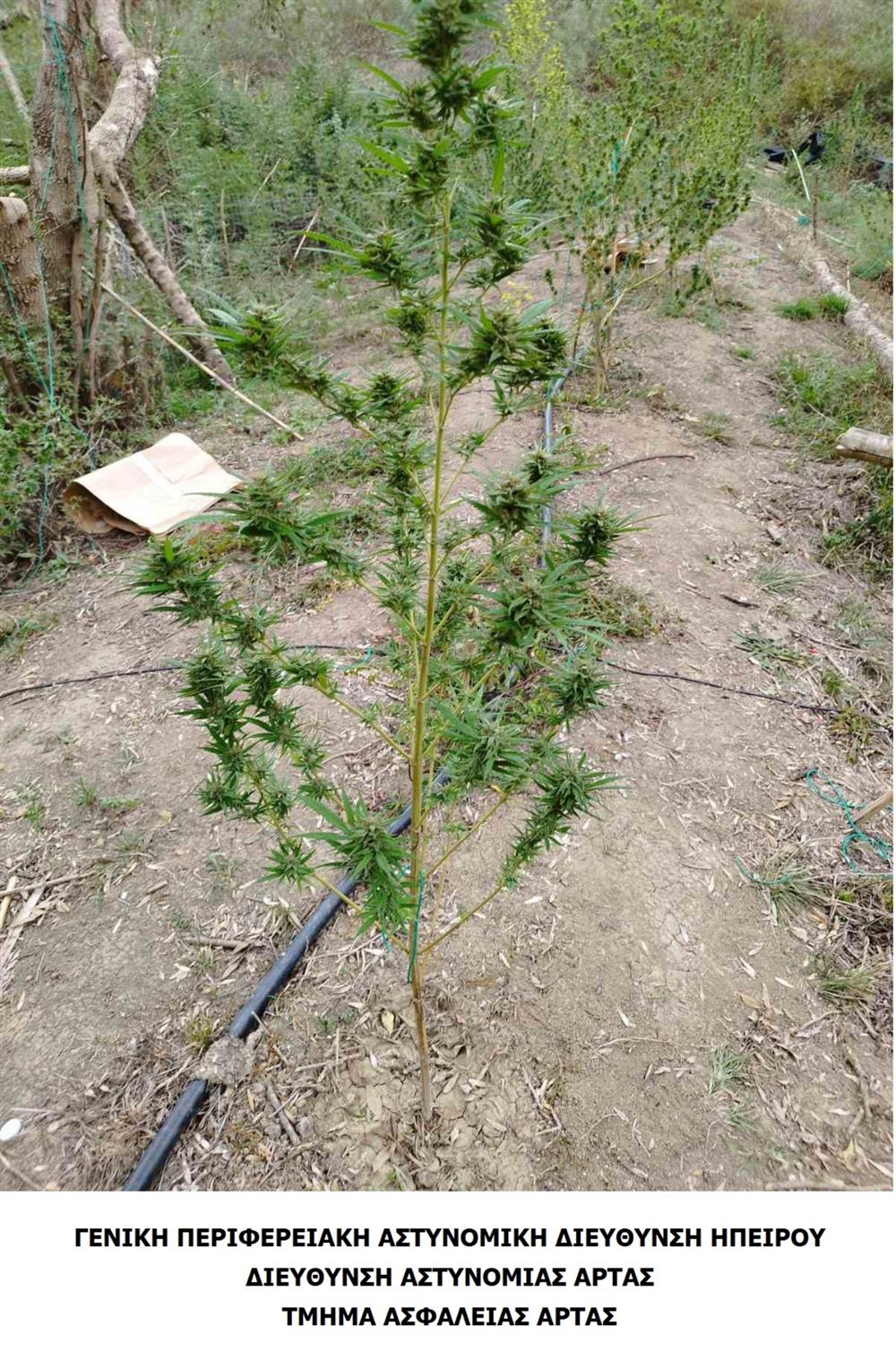 Άρτα - χασισοκαλλιέργεια - Δενδρύλλια Άρτα - χασισοκαλλιέργεια - Δενδρύλλια