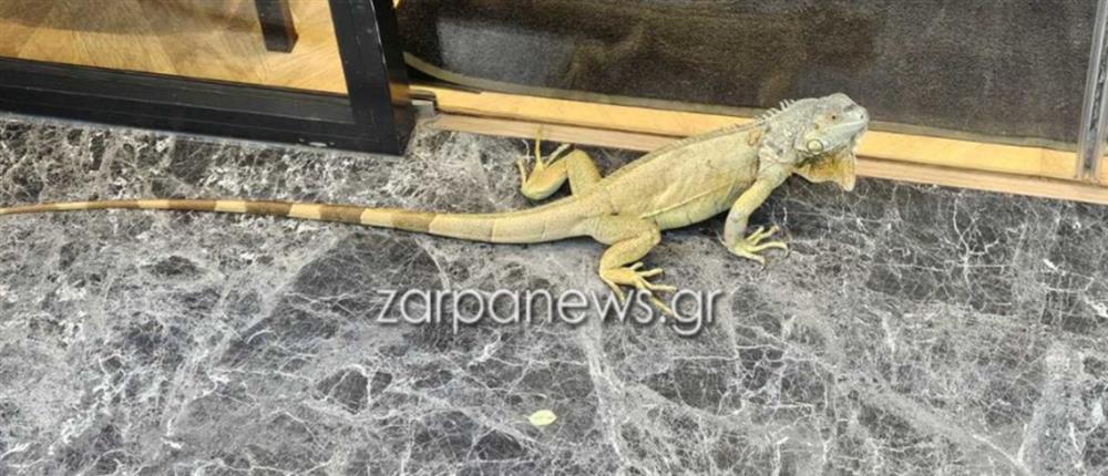 ιγκουάνα ιγκουάνα