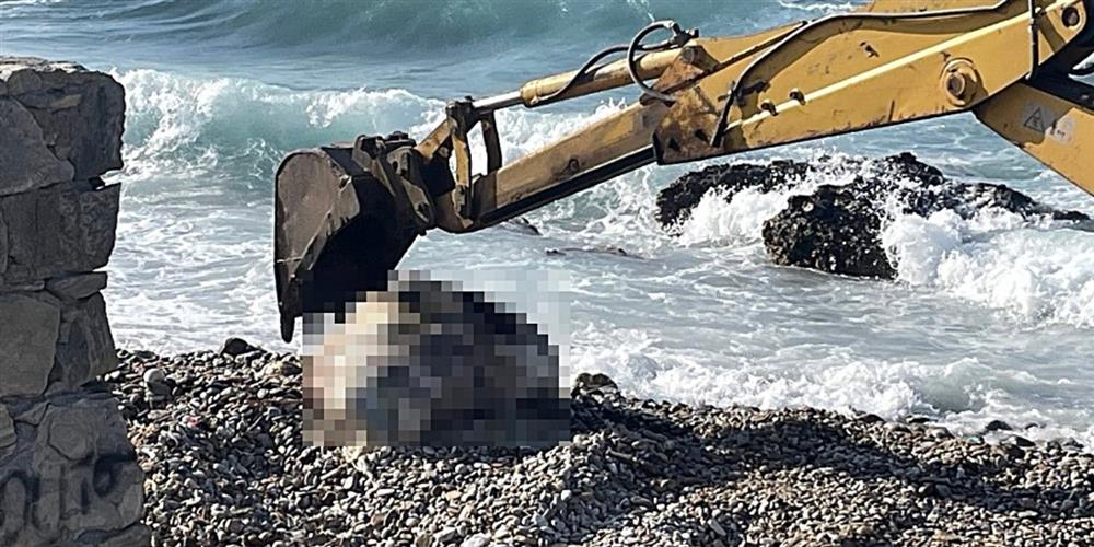 Νάξος - Νεκρή Αγελάδα Νάξος - Νεκρή Αγελάδα