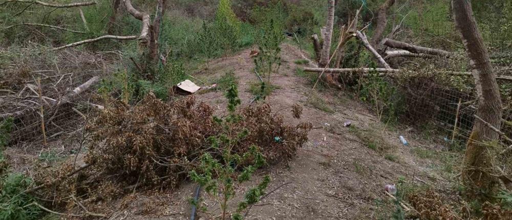 Άρτα - χασισοκαλλιέργεια - Δενδρύλλια Άρτα - χασισοκαλλιέργεια - Δενδρύλλια