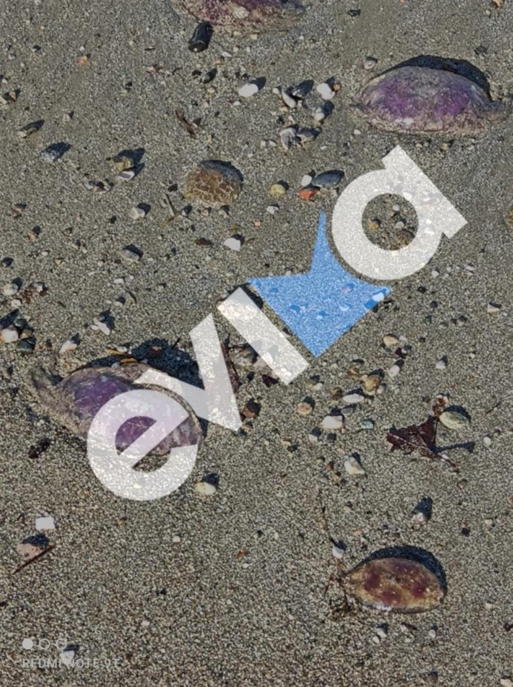 Μωβ - Μέδουσες - Παραλία - Εύβοιας Μωβ - Μέδουσες - Παραλία - Εύβοιας