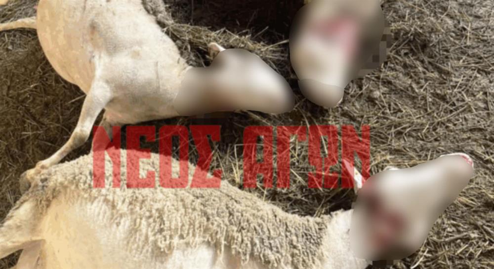 Εικόνες - Πρόβατα Εικόνες - Πρόβατα