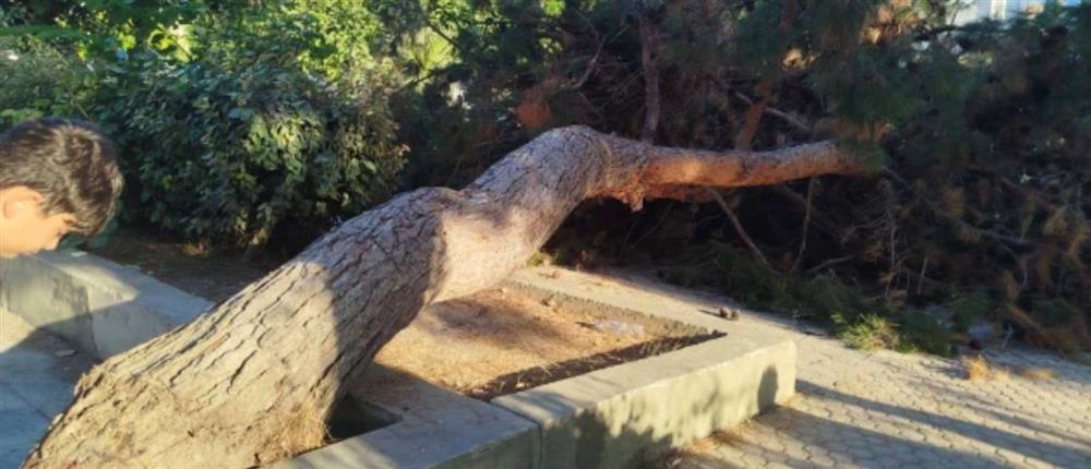 Κρήτη - δέντρο Κρήτη - δέντρο