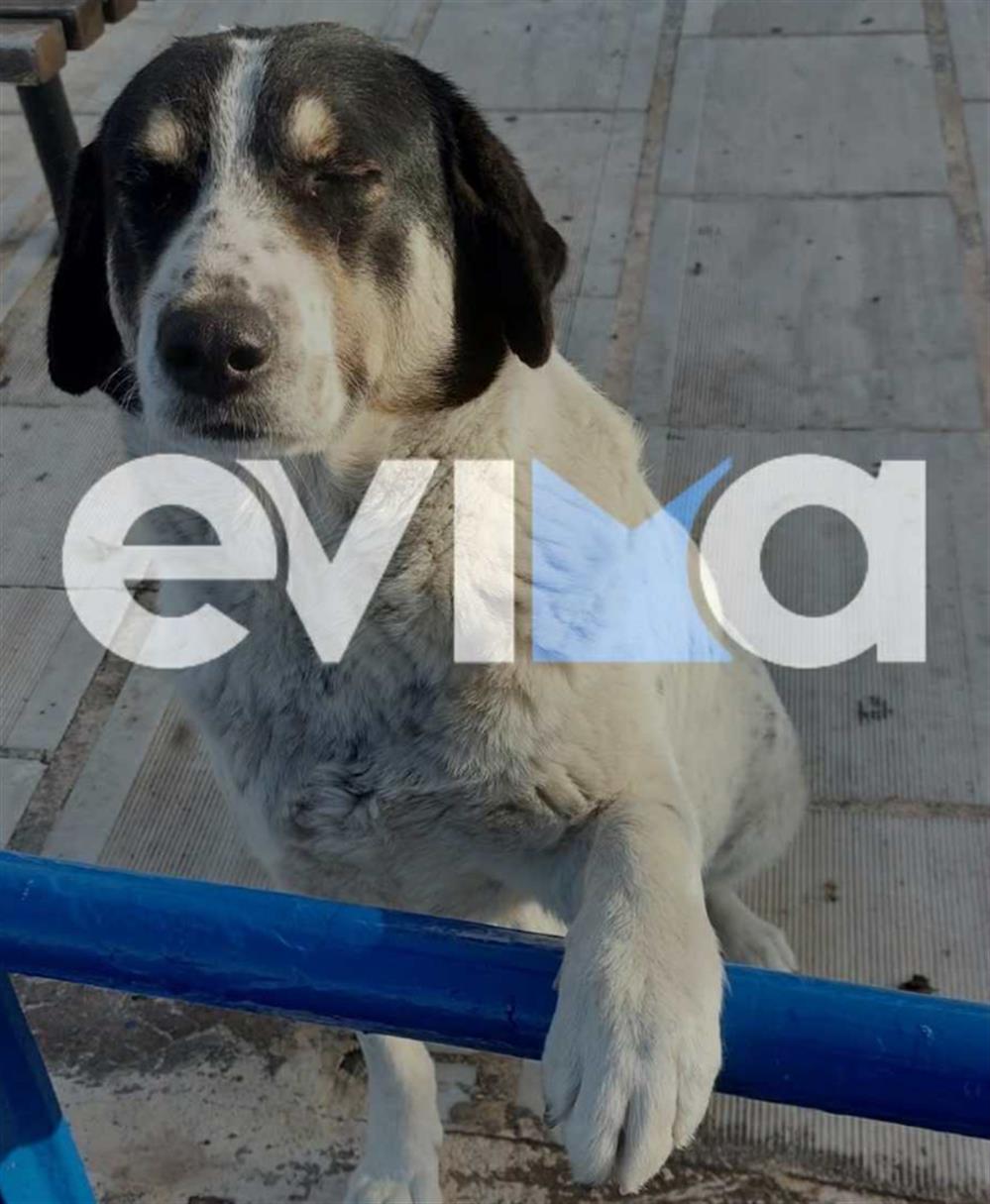 Σκύλος - Εύβοια Σκύλος - Εύβοια