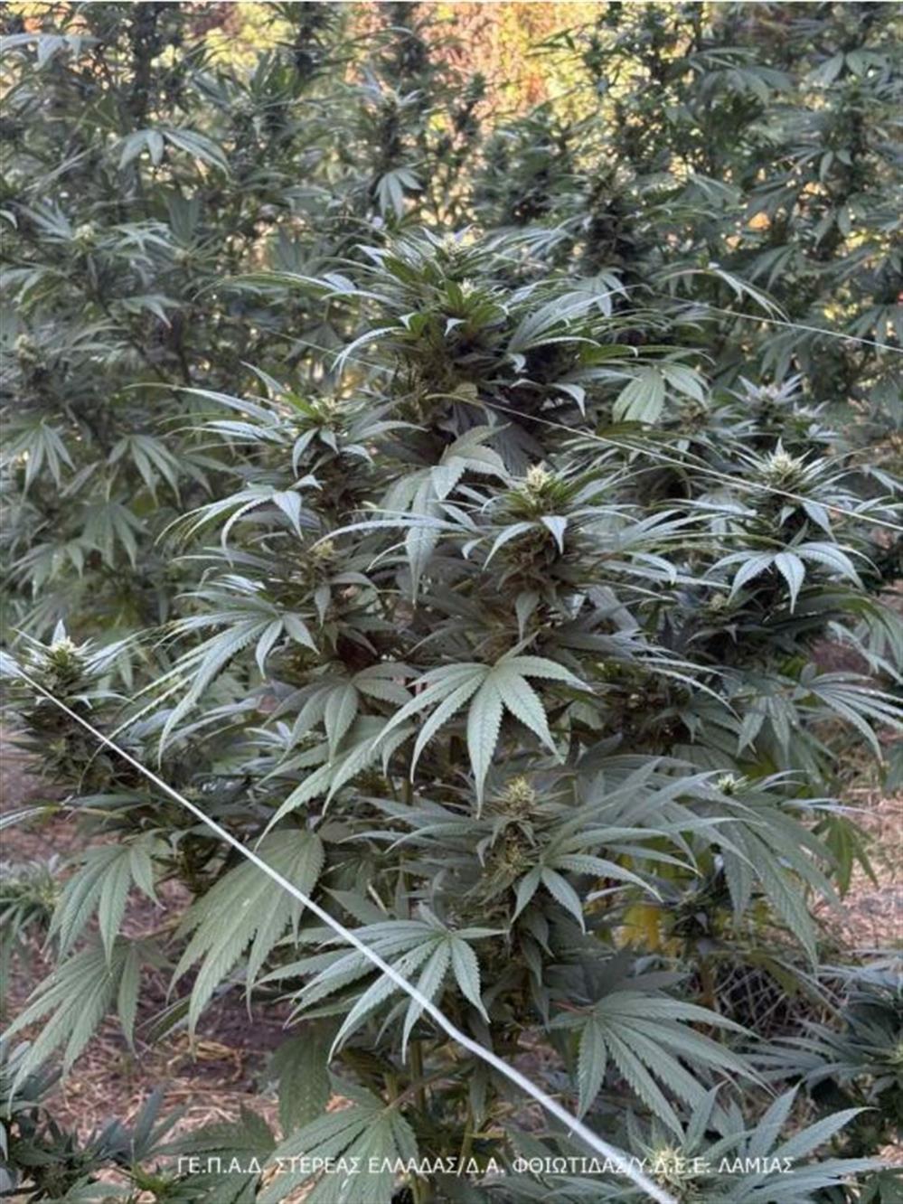 Φθιώτιδα - κάνναβη Φθιώτιδα - κάνναβη