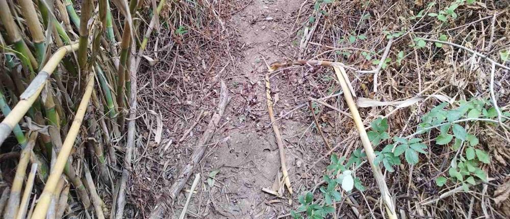 Άρτα - χασισοκαλλιέργεια - Δενδρύλλια Άρτα - χασισοκαλλιέργεια - Δενδρύλλια