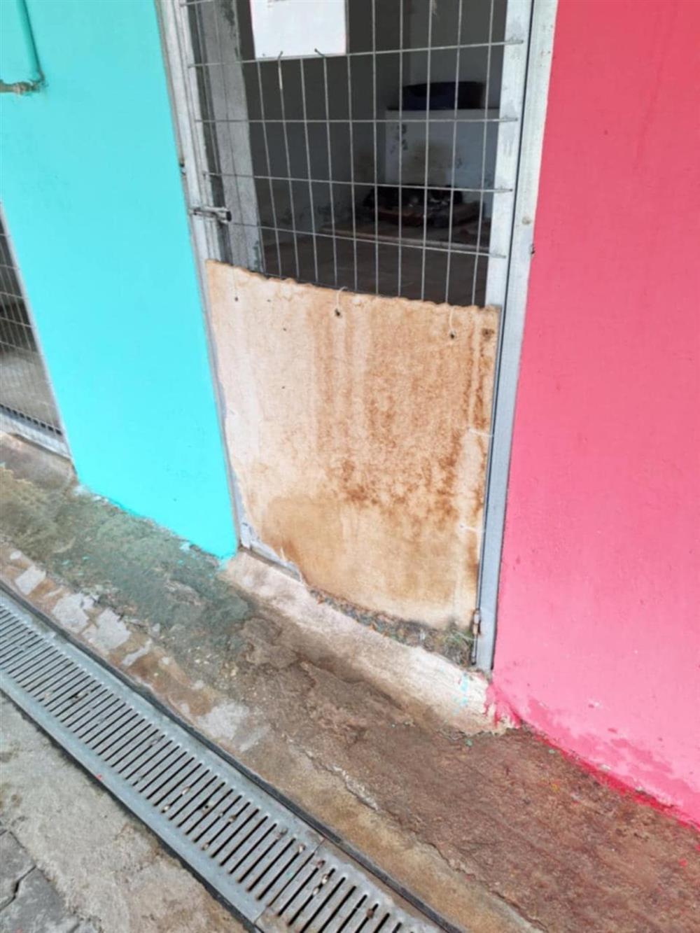 Καταφύγιο - Σωκράτης - αδέσποτα Καταφύγιο - Σωκράτης - αδέσποτα