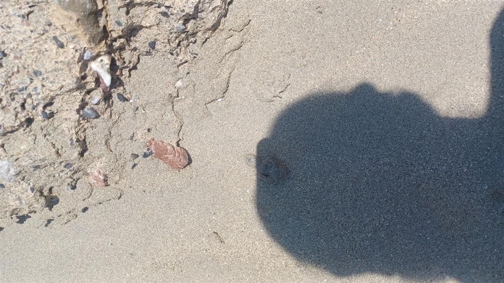 Χελωνάκια - κρήτη - φωλιές - νεκρά χελωνάκια Χελωνάκια - κρήτη - φωλιές - νεκρά χελωνάκια