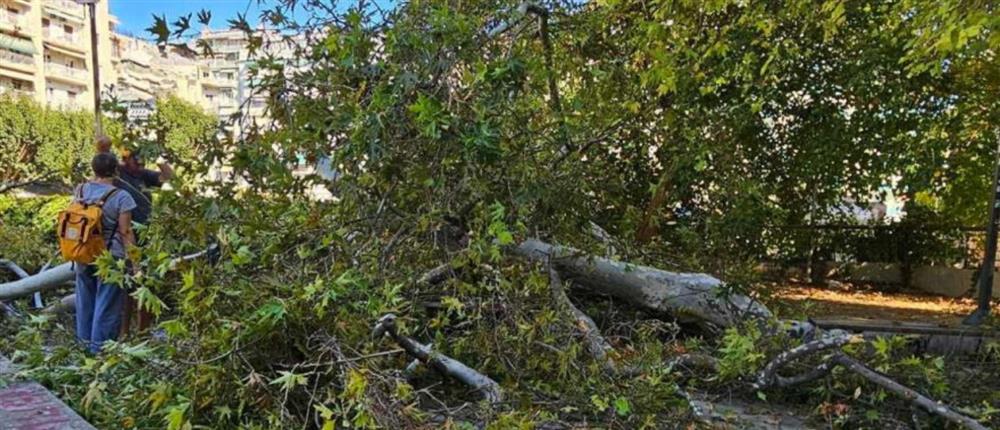 Κλαδί - Θεσσαλονίκη - τραυματισμός Κλαδί - Θεσσαλονίκη - τραυματισμός