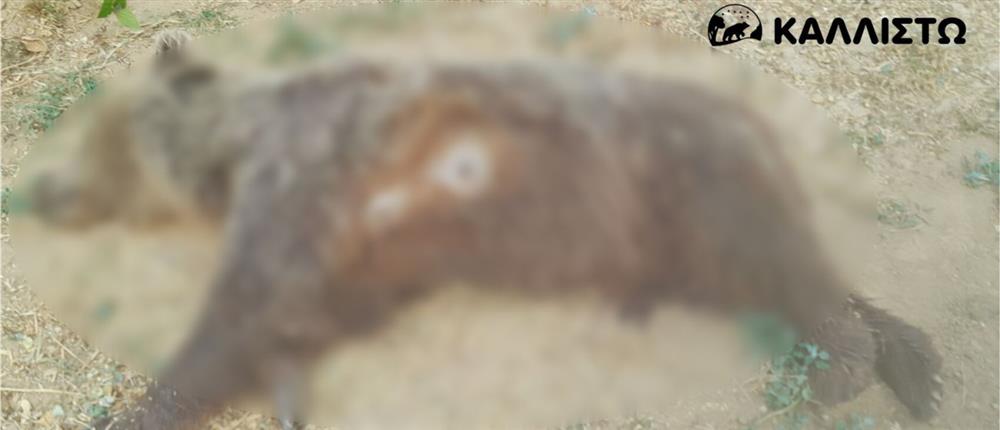 Νεκρή αρκούδα - Καστοριά Νεκρή αρκούδα - Καστοριά