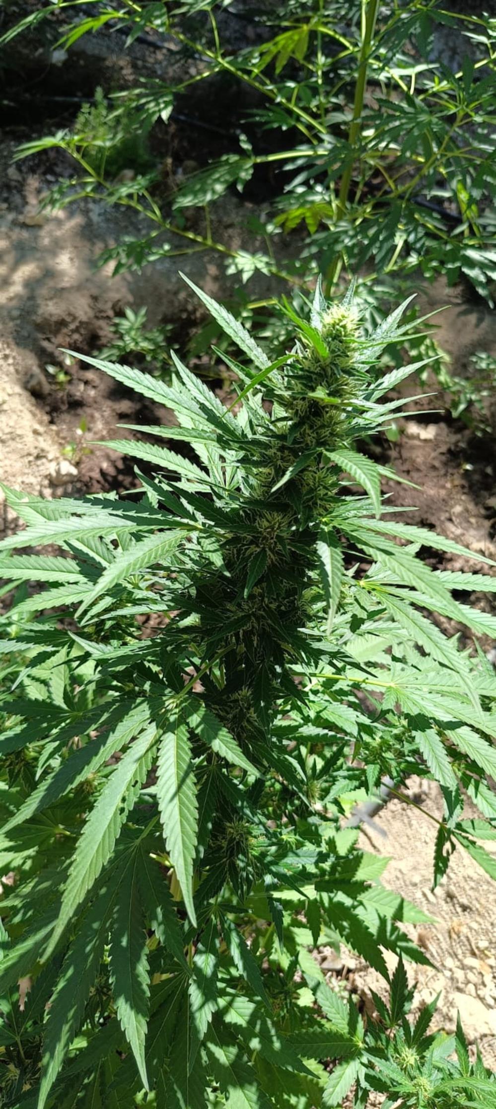 Κρήτη - δενδρύλλια - κανναβης