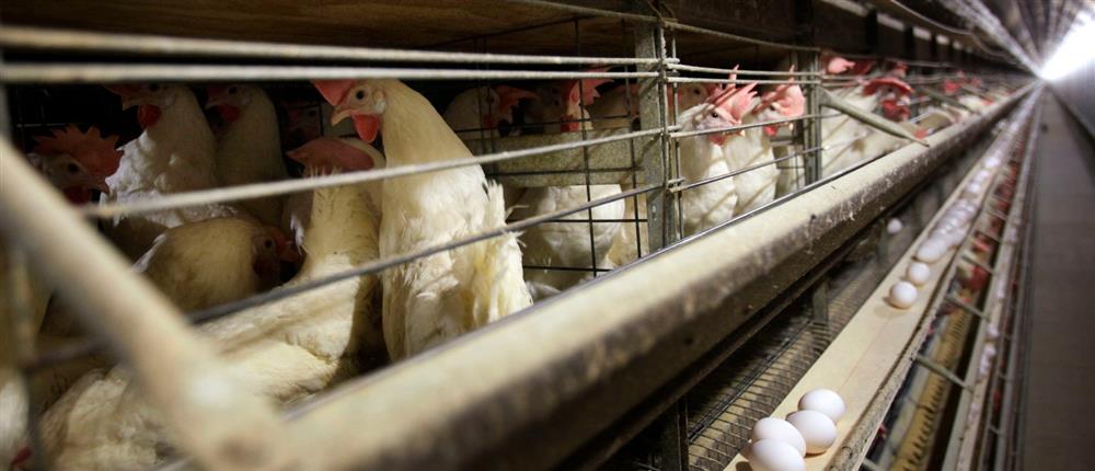 H5N1 - Γρίπη των πτηνών H5N1 - Γρίπη των πτηνών