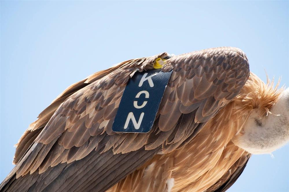 Γυπας - Κρητη Γυπας - Κρητη