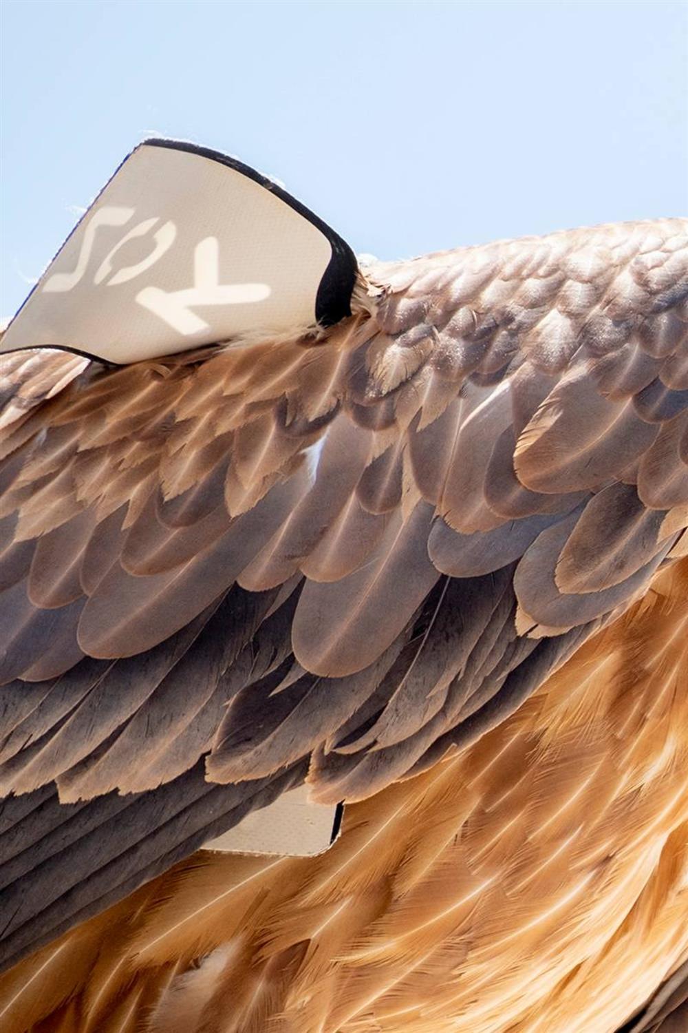 Γυπας - Κρητη Γυπας - Κρητη