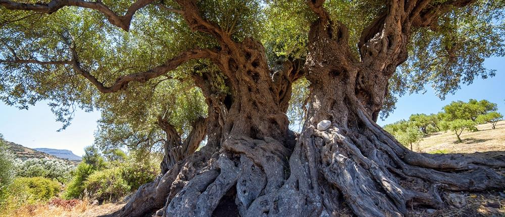Ελιά - Ελαιόδεντρο Ελιά - Ελαιόδεντρο