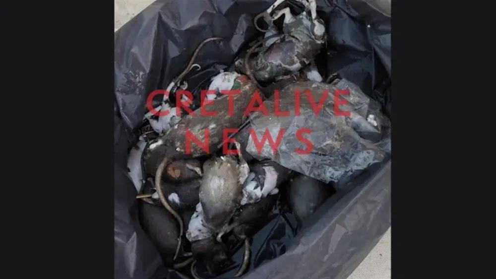 Ηράκλειο - Ποντίκια - Λιμάνι Ηράκλειο - Ποντίκια - Λιμάνι