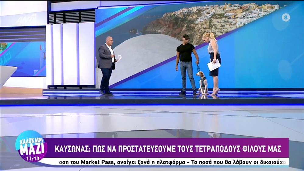 Καύσωνας: Πώς να προστατεύσουμε τους τετράποδους φίλους μας