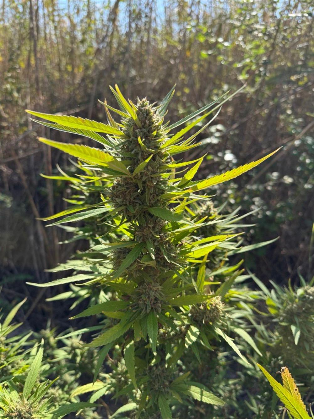 χαλκηδονος - ναρκωτικα χαλκηδονος - ναρκωτικα