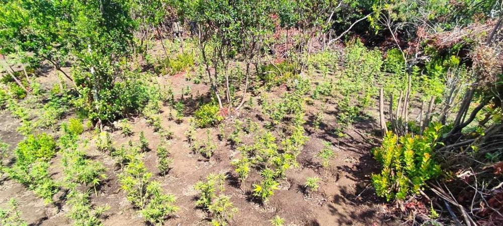 ΑΙΤΩΛΟΑΚΑΡΝΑΝΙΑ - ΝΑΡΚΩΤΙΚΑ ΑΙΤΩΛΟΑΚΑΡΝΑΝΙΑ - ΝΑΡΚΩΤΙΚΑ