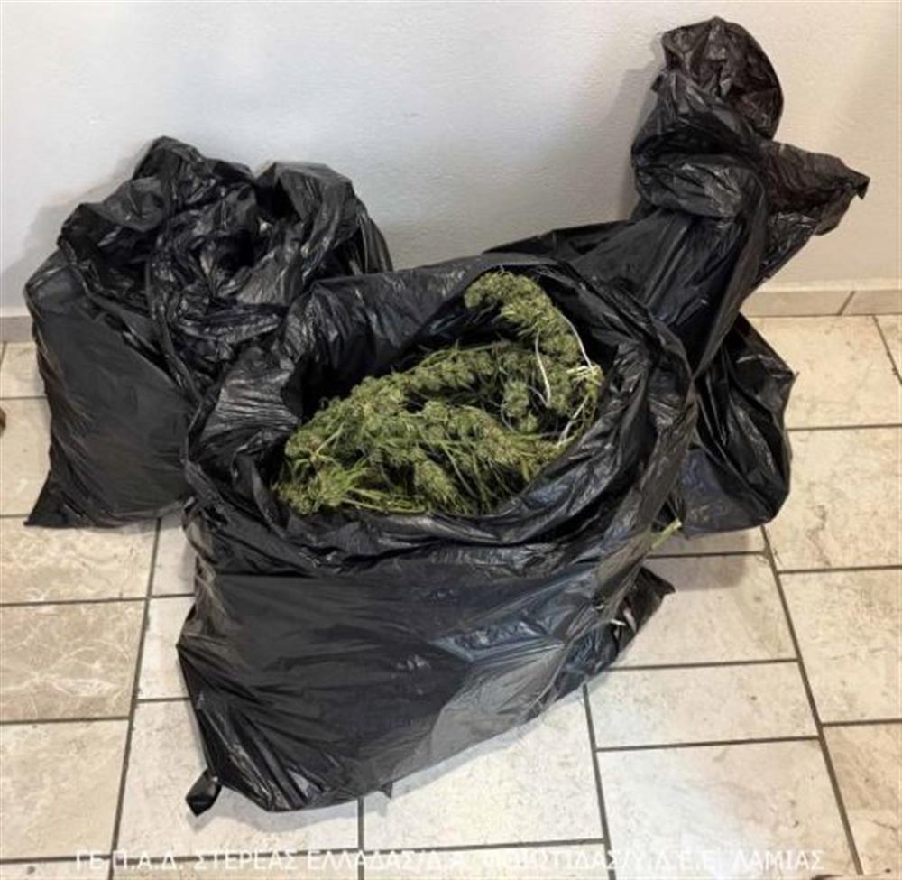 Φθιώτιδα - κάνναβη Φθιώτιδα - κάνναβη