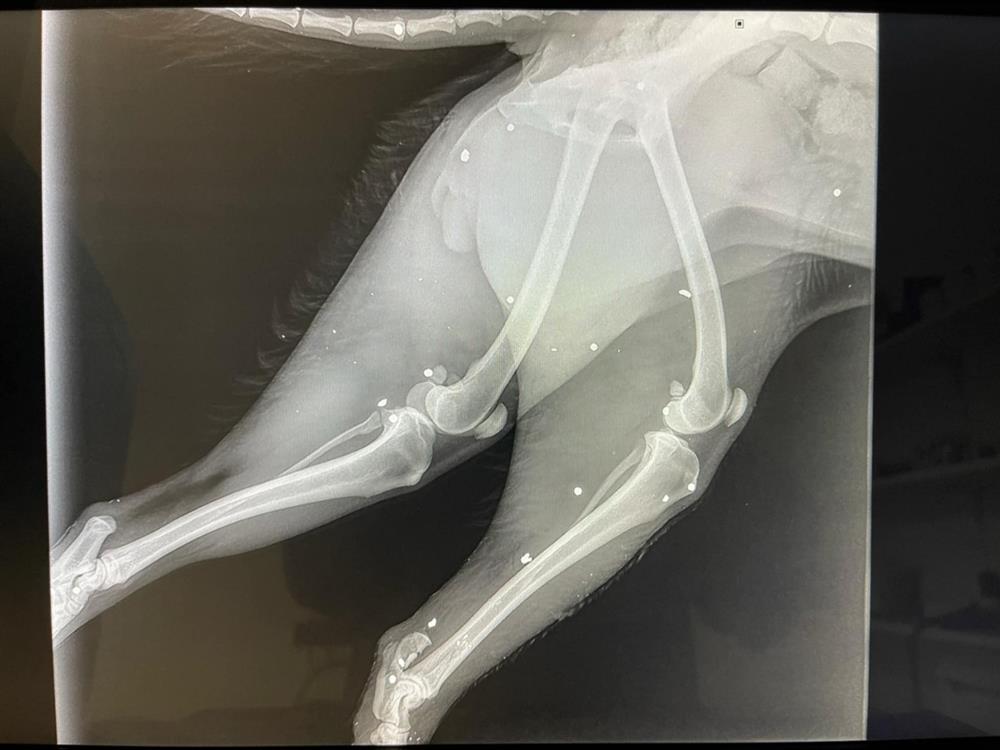 Ηράκλειο - Κακοποίηση - ζώου