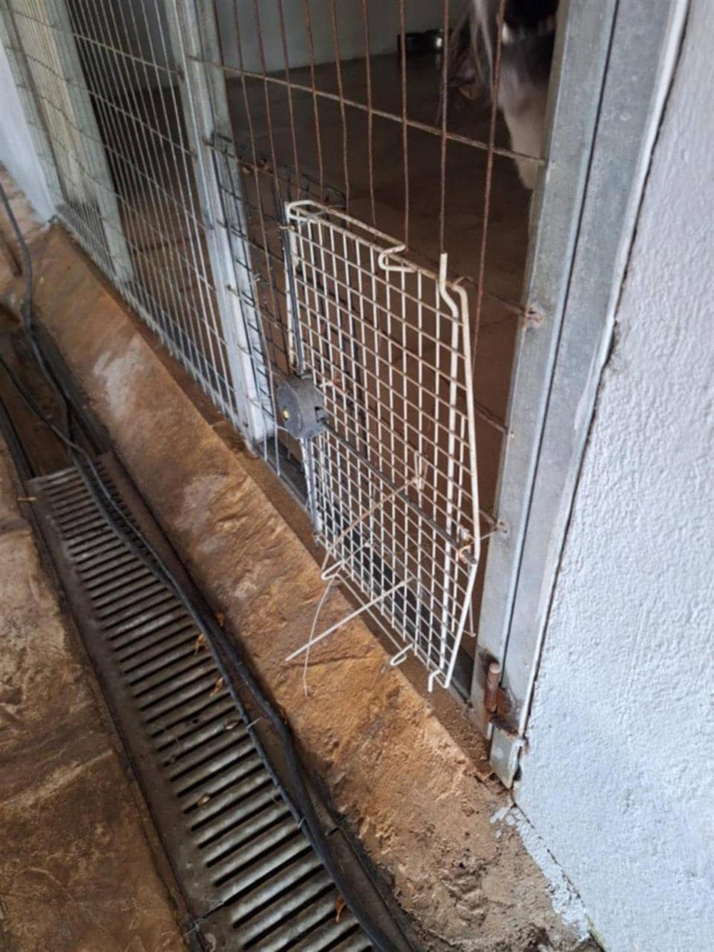 Καταφύγιο - Σωκράτης - αδέσποτα Καταφύγιο - Σωκράτης - αδέσποτα