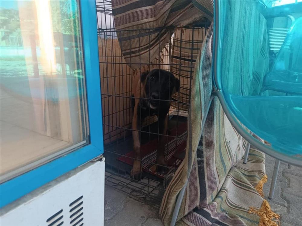 Καταφύγιο - Σωκράτης - αδέσποτα Καταφύγιο - Σωκράτης - αδέσποτα