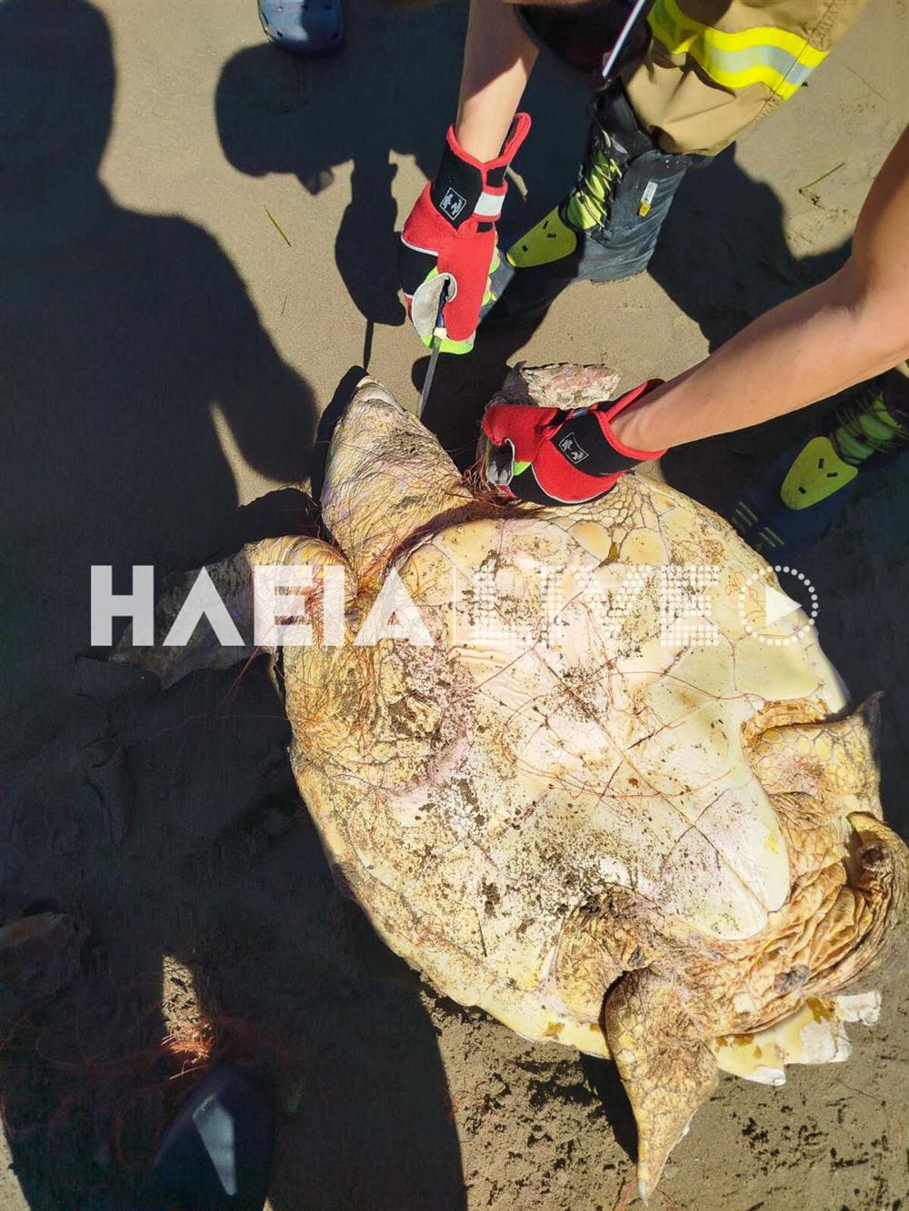 Χελώνες - caretta - caretta