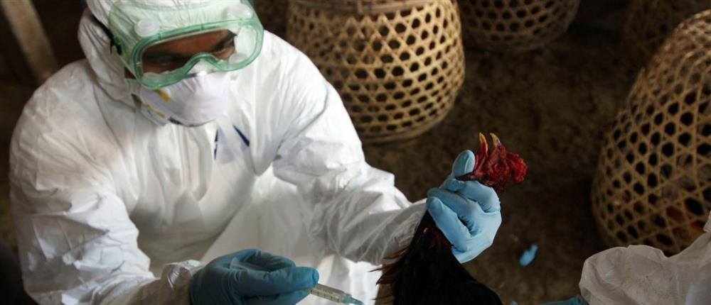 Γρίπη των πτηνών - Πτηνά - AP