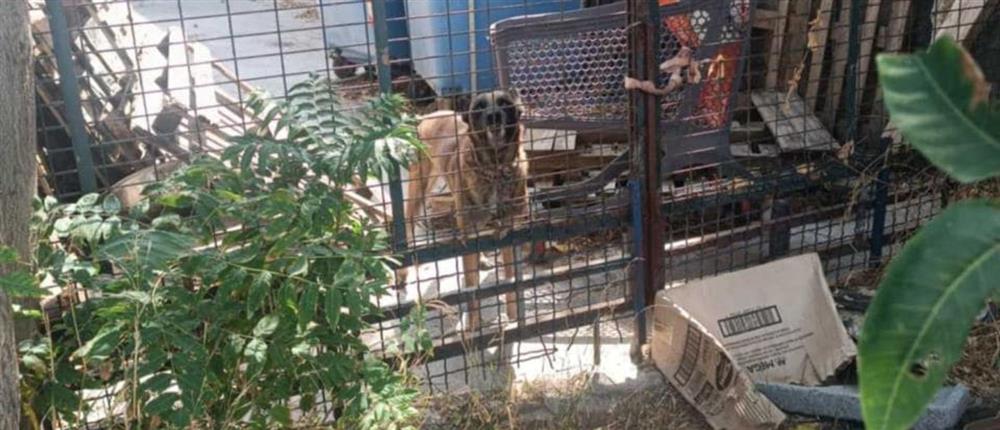 Καταφύγιο - Σωκράτης - αδέσποτα Καταφύγιο - Σωκράτης - αδέσποτα