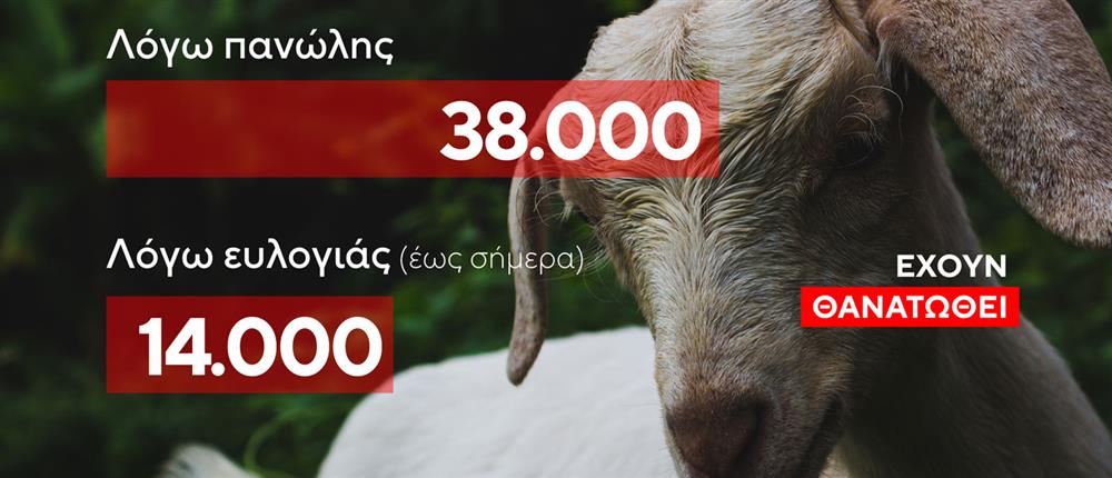 Αποζημιώσεις κτηνοτρόφων Αποζημιώσεις κτηνοτρόφων