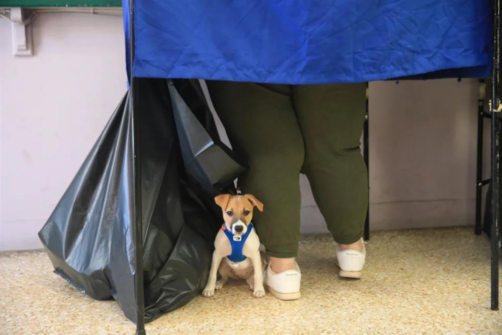 ψήφος - σκυλί ψήφος - σκυλί