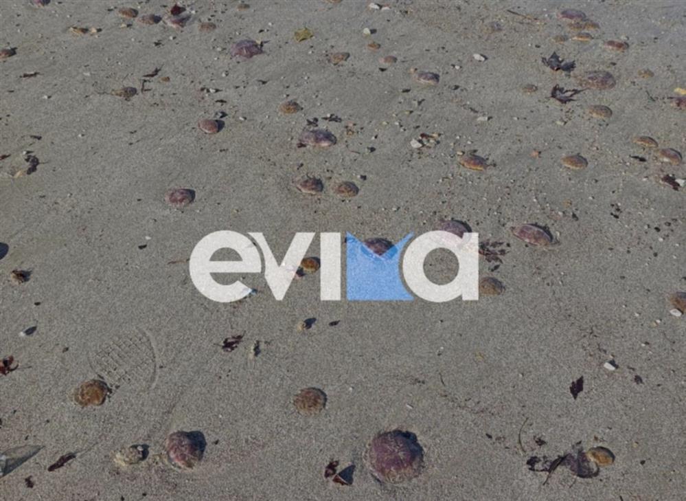 Μωβ - Μέδουσες - Παραλία - Εύβοιας Μωβ - Μέδουσες - Παραλία - Εύβοιας