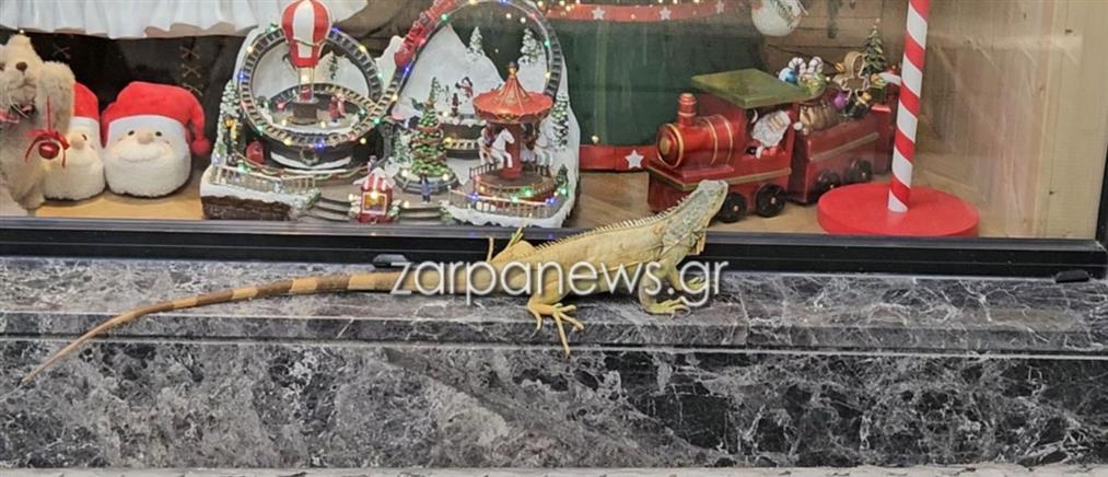 Χανιά: Ιγκουάνα έκανε βόλτες στο κέντρο της πόλης - Σταμάτησε σε βιτρίνα με χριστουγεννιάτικα (βίντεο)