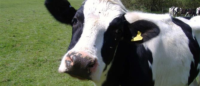 Γαλλία: Αποφασίστηκε η θανάτωση κάθε βοειδούς σε μονάδες με κρούσμα οζώδης δερματίτιδας - Αντιδράσεις αγροτών