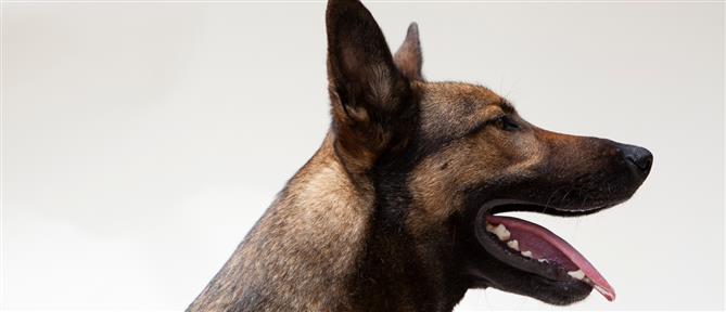 Η πρώτη συστηματική καταγραφή δαγκωμάτων από σκύλους στην Ελλάδα