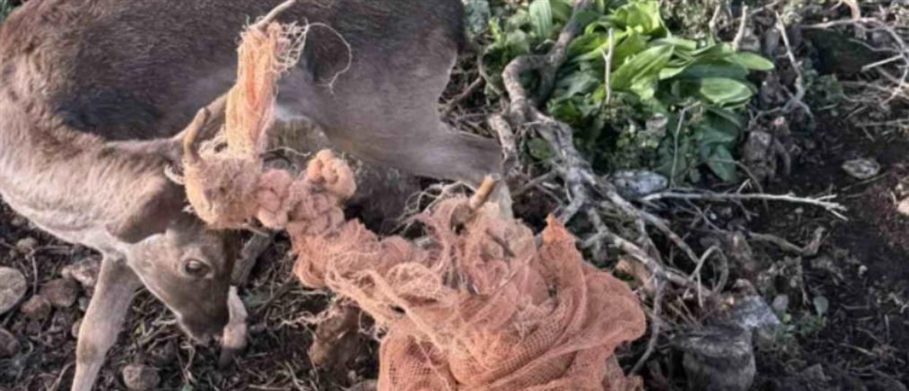 Ρόδος: Εναερίτες του ΔΕΔΔΗΕ έσωσαν παγιδευμένο ελάφι (βίντεο)